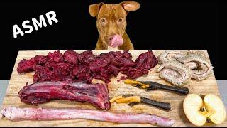 ASMR MUKBANG PITBULL EATING RAW FOODS