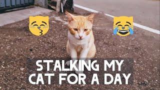 'I Wish I was a Cat' - my coping mechanism