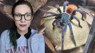 Let's GIVE HER SPACE!! Adult Female Green Bottle Blue Rehouse! WATCH HER WEB IT - C cyaneopubescens