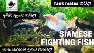 betta fish care in sinhala | සියම් රටේ ධවල සටන්කරු