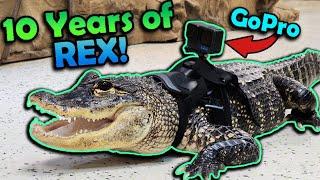 Celebrating our Pet Alligator's 37th Birthday!