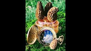 @tinytreasures29 2023 Honey Hole Before, cold snap. Should be at least a week.. #morels #spring