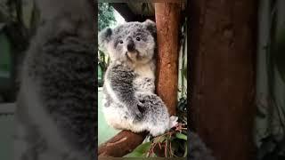 Awww so cute koala️l the animal love l #theanimallove #cutekoala