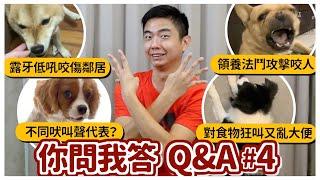 【問答Q&A#4】領養法鬥攻擊又咬人！不同的吠叫聲代表什麼？對主人低吼又露牙！大便轉圈又亂上怎麼辦？Dog Questions & Answers #4｜熊爸估狗