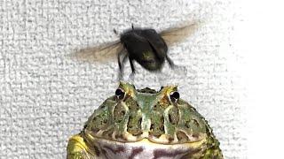 Beetle taste / African bullfrog , Pacman frog【WARNING LIVE FEEDING】