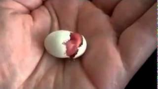 » Birth of a chicken  تولد جوجه