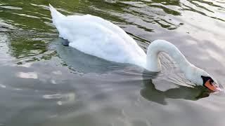 انواع البط في حديقة هايد بارك | wildlife at Hyde park| Londonالصقار خميس سالم الدعيج