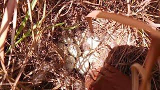 #hunting #itlog ng PAPAN (wild duck) #video #egg #wildducks