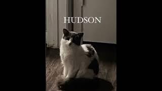 Hudson