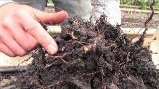 Easiest Way to Tell if Your Soil is Healthy in Your Garden