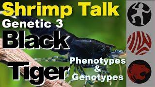 SHRIMP TALK Genetic 3 - Black Tiger