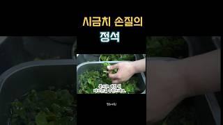 시금치는  제대로 손질 데치는 방법 #시금치
