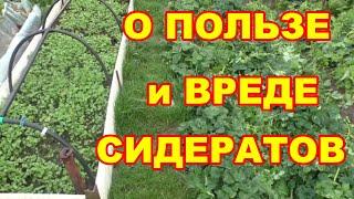 Когда сидераты приносят вред,4 х-летний эксперимент