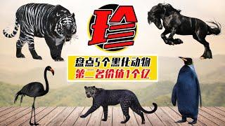 盤點5個天價黑化動物，第二名只剩6只，1只價值1個億【小馬哥知識局】