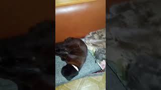 Спокойной ночи #видео #shortsvideo #котикивидео #шортс #прикольные моменты