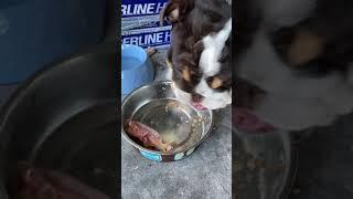 Ensō my | English Bulldog | (4 months old ) finishing his food