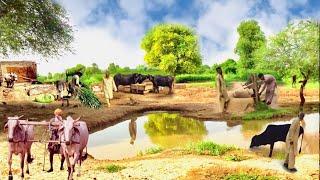 Wonderful old village life || Amazing old culture in Pakistan || Old rural culture village life 1940