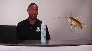 Tackle Cockroach Problems with Nibor-D® + IGR