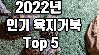 2022년 인기 육지거북이 순위 top 5