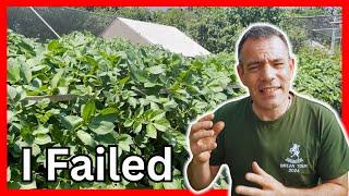 Potato Harvest Disaster Learn Essential Tips for Rainy Seasons!