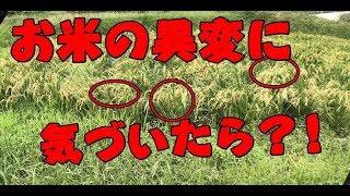 【お米づくり】解説付き。田んぼの異変!!品種の違うものが育ったら?!!稲作規模を広げる前に即対処!!