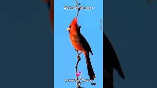 Natural Singers | Nature | Birds | Anna Takies