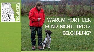 Hunde Belohnung ️ Warum hört der Hund nicht, trotz Belohnung? Erklärvideo ️