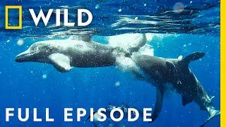 Sharks vs. Dolphins: Bahamas Battleground (Full Episode) | Nat Geo Wild