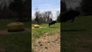 She’s a Little Happy! #cow #brangus #cattle #animals #ranch #ranching #farmlife #farm #bull