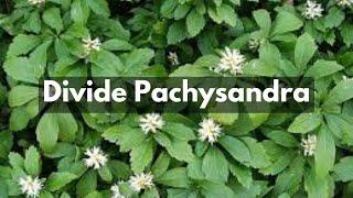 Great Groundcover For Shade & Erosion Control | How To Divide Pachysandra