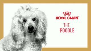 Royal Canin - Poodle Nutrition