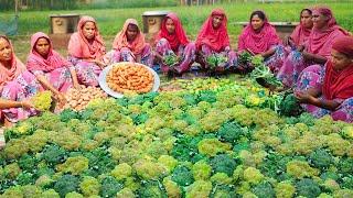 200 KG Broccoli Curry Recipe - 100% Vegetarian Food Cooking In Village - Special Vegan Curry