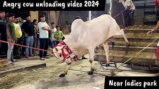 Angry cows unloading video near ladies park 2024 #angrycow #cowunloading #angrycowvideo