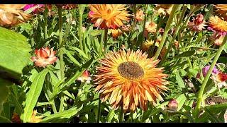 Cut Flower Garden Tips and Tricks