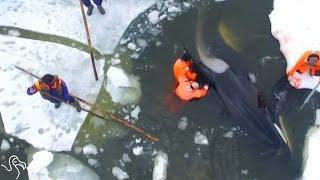 People Jump Onto Sheets Of Ice To Save Trapped Orcas