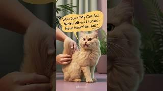 Why does my cat act weird when I scratch near her tail #catlover #cats #cat @catbehavior2078