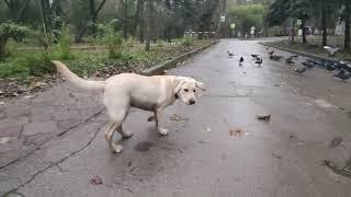 Labrador Troy 5 months catching the birds