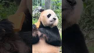 大海~我扒拉窝头你们说啥呢