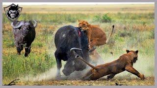 10 Epic Moments! When Lions Attack Wild Buffalo In Nature, Can They Survive | Animal Attack