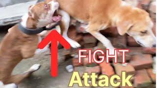 Pitbull ki fight ho gai || Pitbull Dog Fight