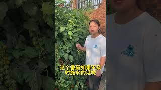 番茄想要产量高，水肥管理少不了#种植小技巧 #我的小菜园 #在家种菜 #西红柿种植 #三农