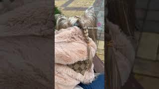 Самый модный Йорк Маркус #йоркширскийтерьер #йорк #yorkie #yorkshire #йоркмини #шпиц #dog