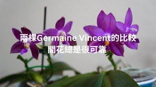 近原生種Germaine Vincent兩棵的比較, 開花非常可靠 | 養護技巧 | 蘭花種植