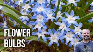 Flower Bulbs For Spring