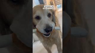아침마다 밥 달라고 애교 폭발하는 대형견 럭키! “밥 많이 줘야지” 아빠와 먹방 신경전+산책길 할머니와의 감동 힐링 브이로그