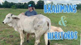 Brahmans & Herefords