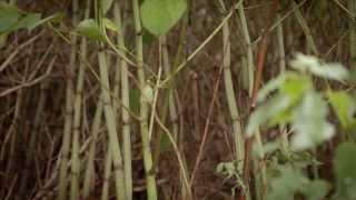 Property Care Association - Dealing With Japanese Knotweed Effectively