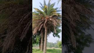 Phoenix dactylifera (date palm) #nature
