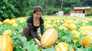 Harvesting Muskmelon and Cucumber Goes to market sell - New life