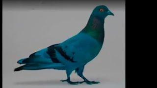 Vs Greater Sangam video Fancy Pigeon Loft | World Unique Amazing Pigeons Video | Fancy Pigeon Breeds